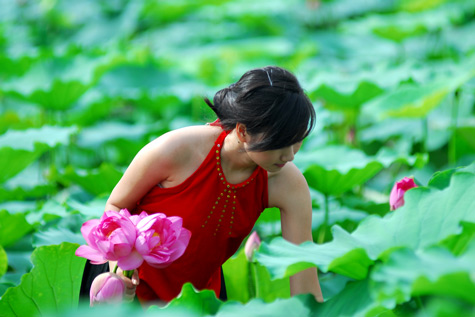 Phương pháp ướp Trà Sen Hồng truyền thống