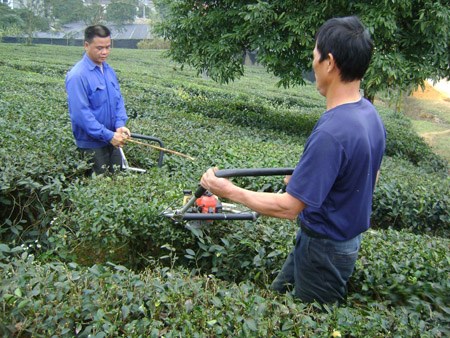 HTX Chè Tân Hương: HTX đầu tiên Sản xuất Chè theo tiêu chuẩn Quốc tế UTZ Certified