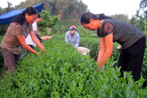 Chè VietGAP - Hướng tới sản xuất an toàn: Bài 1: Vì sao khó nhân rộng mô hình?