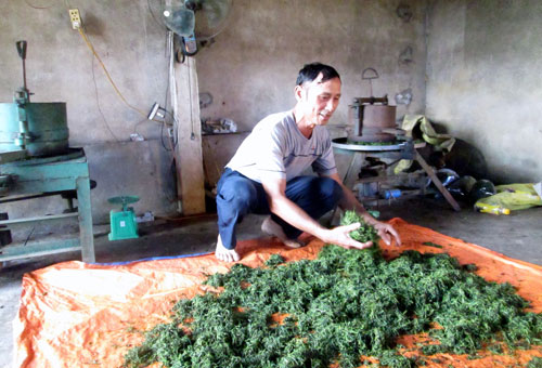 Chè VietGAP- Hướng tới sản xuất an toàn: Bài 2: Cần triển khai nhiều giải pháp đồng bộ