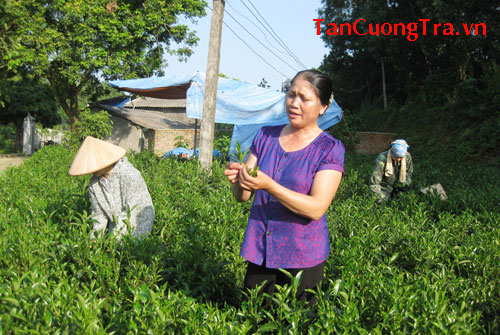 HTX Chè Tân Hương: Nặng lòng với cây chè