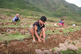 1. Đất trồng Chè