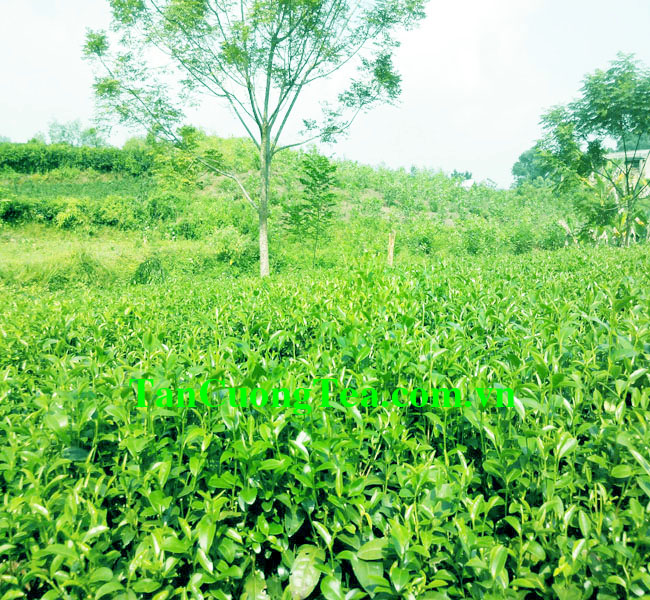 HTX chè Minh Thu sản xuất chè Tân Cương Thái Nguyên sạch và an toàn như thế nào?