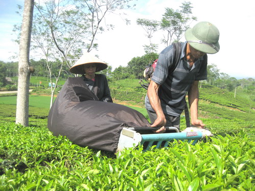 Chè Thái Nguyên: Những giá trị văn hóa và du lịch
