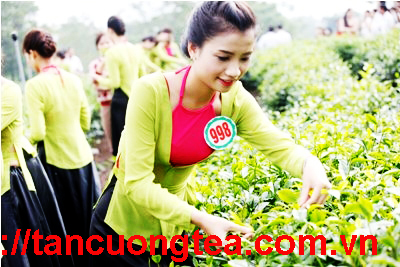 Kinh doanh chè Thái Nguyên có đem lại lợi nhuận cao cho bạn?