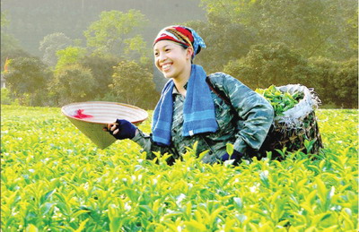 Phát triển ngành chè Thái Nguyên như thế nào?
