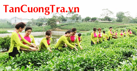 Chè Thái Nguyên với sự phát triển bền vững