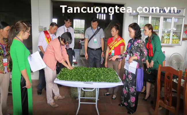 Trà Thái Nguyên sản xuất theo hướng mới sẽ có chất lượng tốt hơn