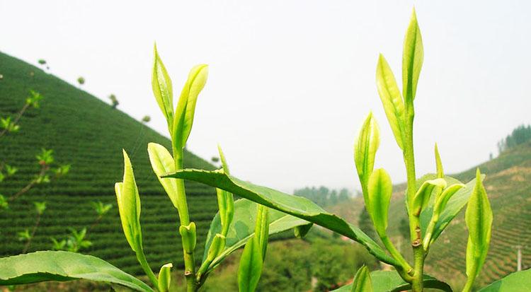 Trà Thái Nguyên vào mùa xuân mới cực kỳ thơm ngon