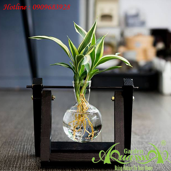 Miniplant Cây Trồng Trong Nước AquaGarden