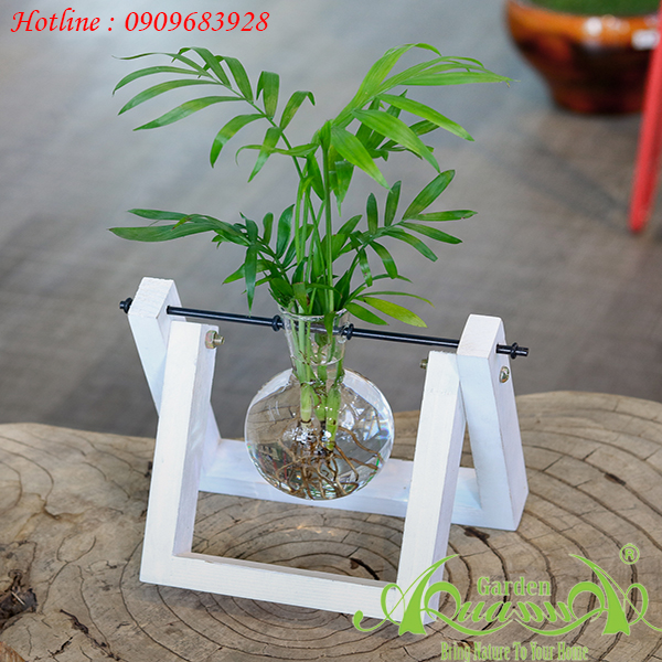 Miniplant Cây Trồng Trong Nước AquaGarden