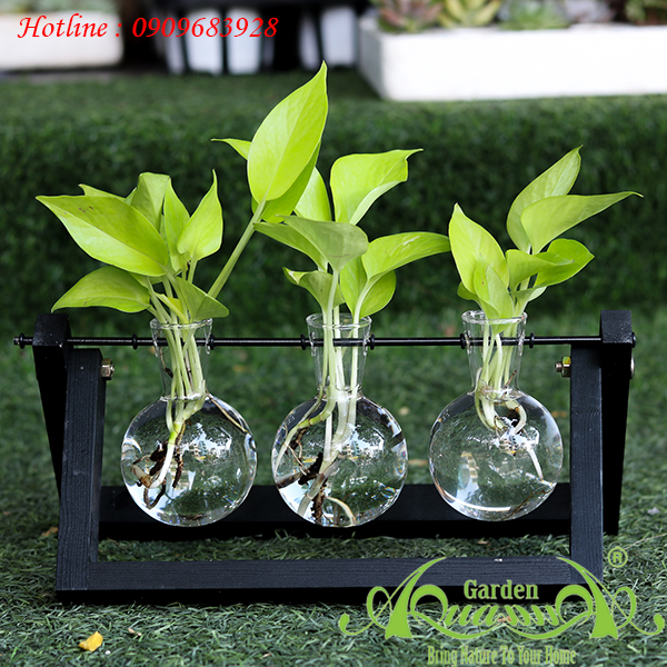 Miniplant Cây Trồng Trong Nước AquaGarden