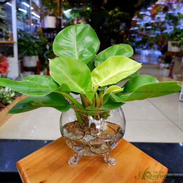 ĐẾ VƯƠNG VÀNG - CÂY THỦY CANH