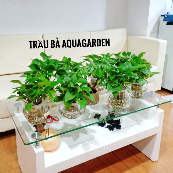 TRẦU BÀ - CÂY THỦY CANH