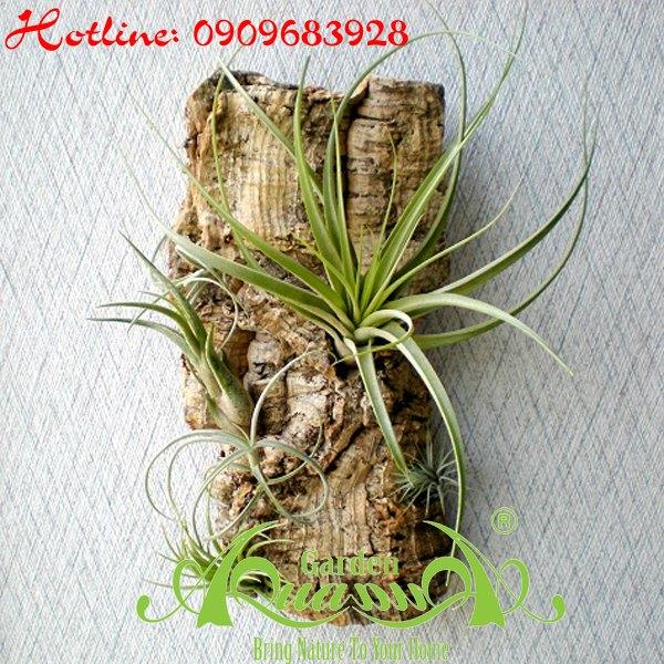 Bộ Không Khí_48