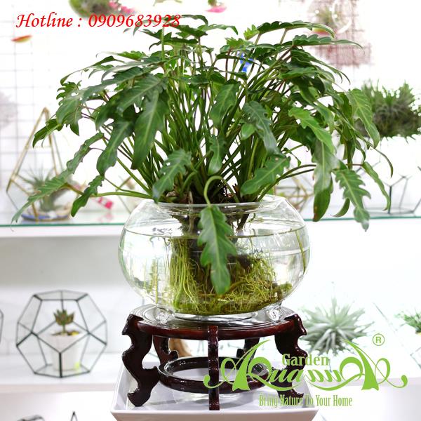 Lá Khía CC01 - Cây Thủy Canh AquaGarden