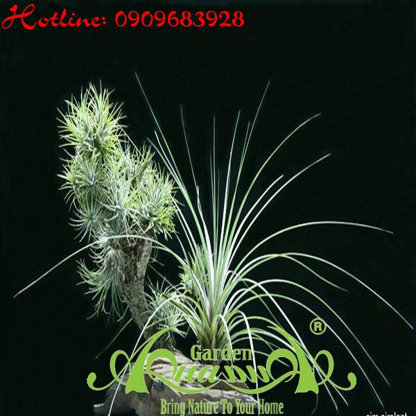 Bộ Không Khí_28