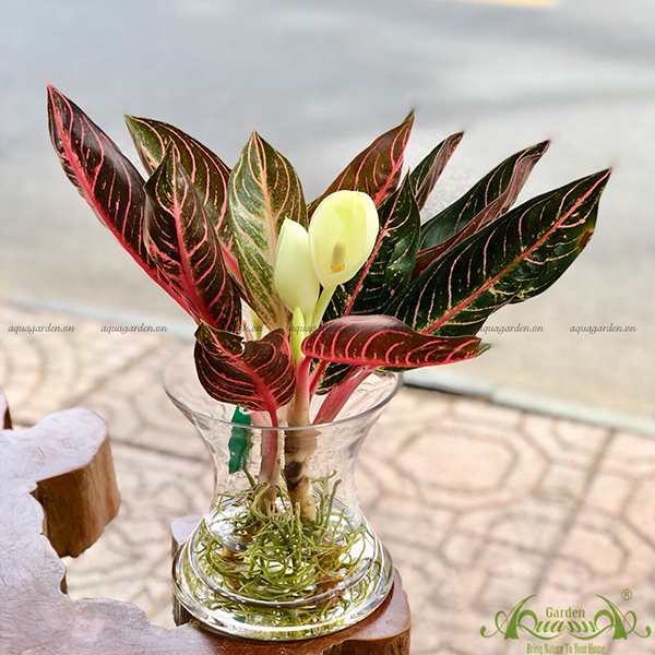 Lưỡi Hổ Thái 01 - Cây Thủy Canh AquaGarden