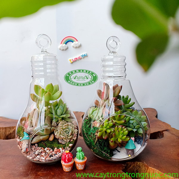 Terrarium 76 - Bóng Đèn Sen Đá