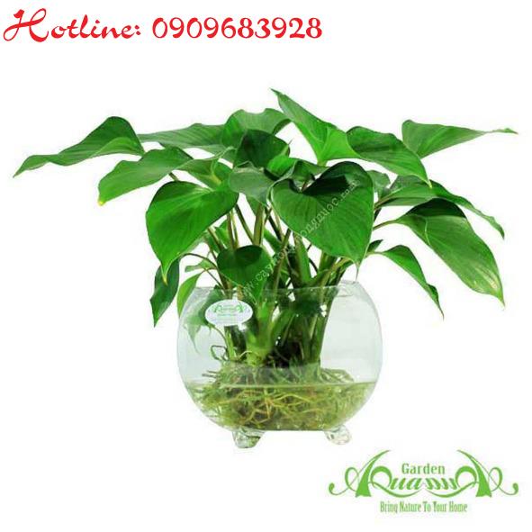 Thanh Tâm - Cây Thủy Canh AquaGarden