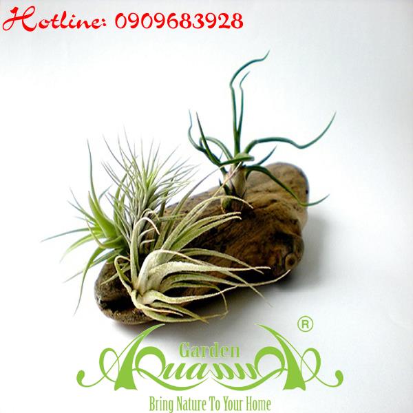 Bộ Không Khí_52