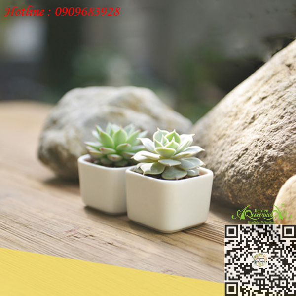 Gốm Vuông Trắng - Aquagarden