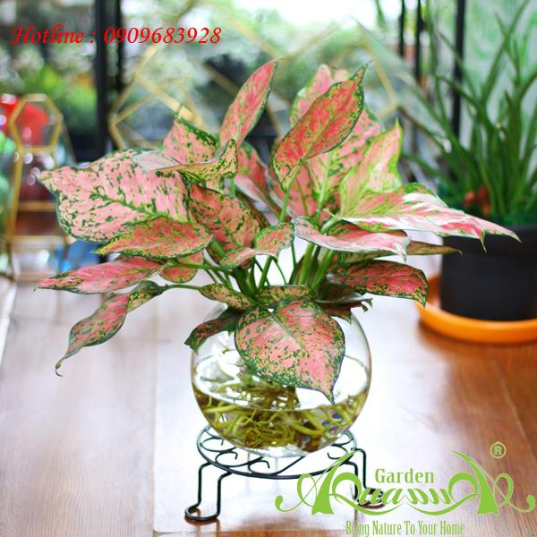 Vạn Lộc 03 - Cây Thủy Canh AquaGarden