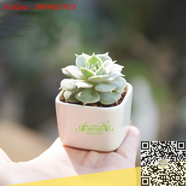 Gốm Vuông Trắng - Aquagarden