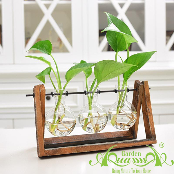 Trầu Bà XĐ Bộ 3 - Cây Thủy Canh AquaGarden