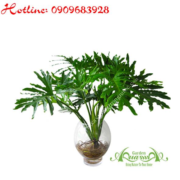 Thanh Xuân - Cây Thủy Canh AquaGarden
