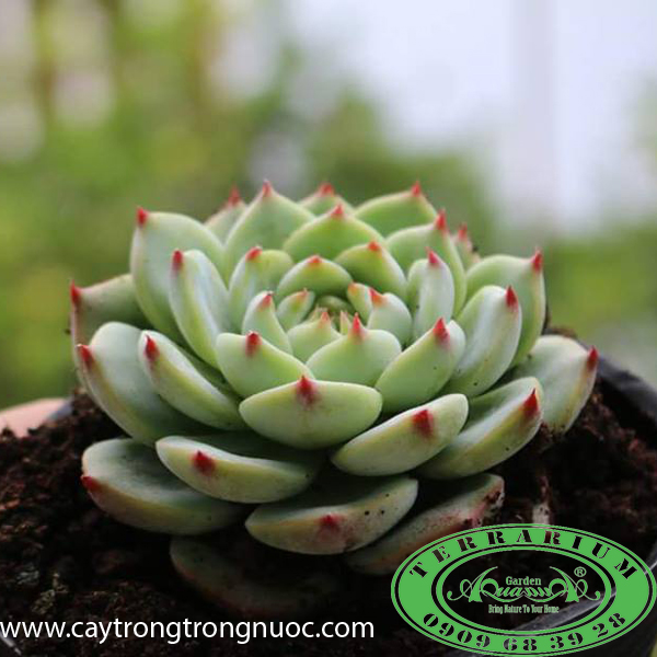 Sen đá_Cây trồng Terrarium AquaGarden