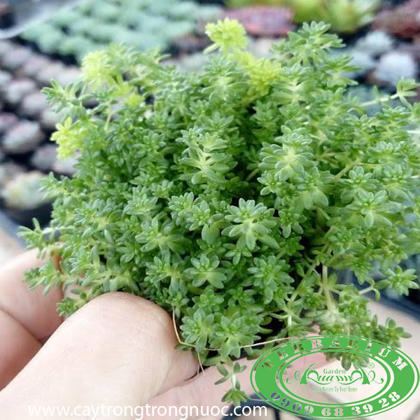 Sen đá_Cây trồng Terrarium AquaGarden