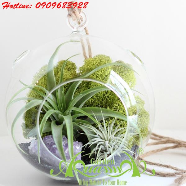 Bộ Không Khí AquaGarden_84
