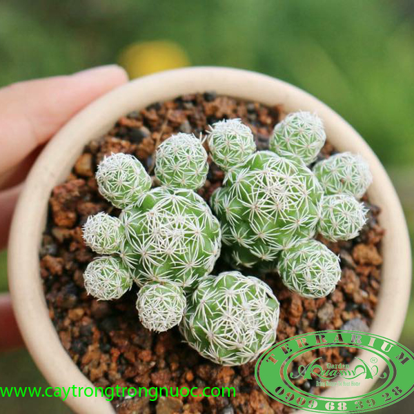 Xương rồng_Cây trồng Terrarium AquaGarden