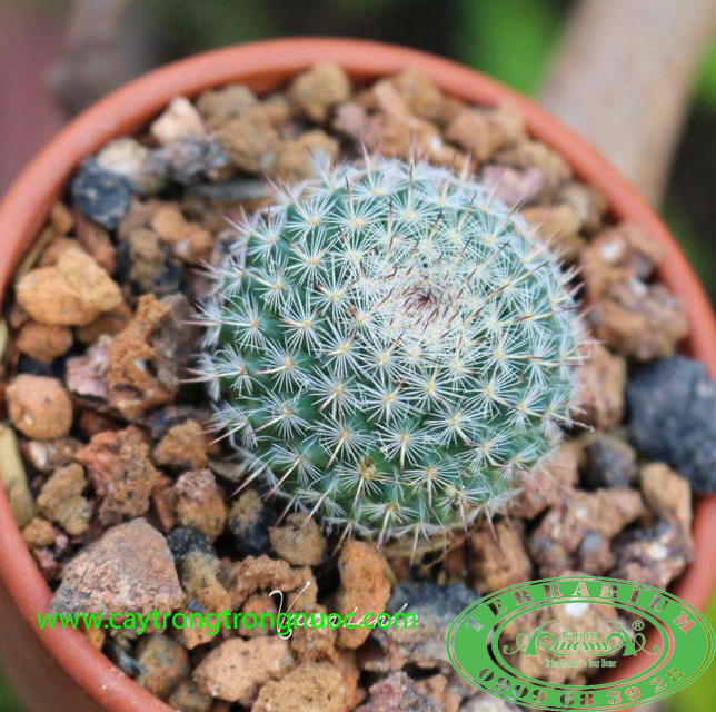 Xương rồng_Cây trồng Terrarium AquaGarden