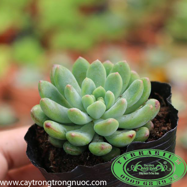 Thược Dược - Sen Đá AquaGarden