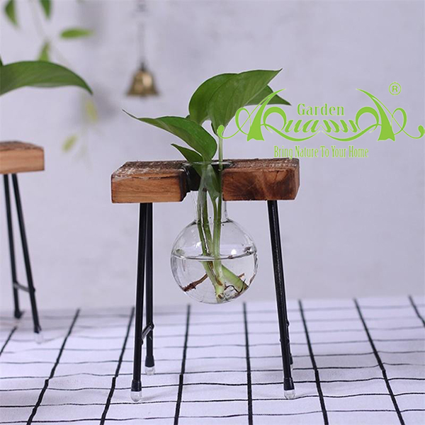 Trầu Bà KG Bộ 1 - Cây Thủy Canh AquaGarden