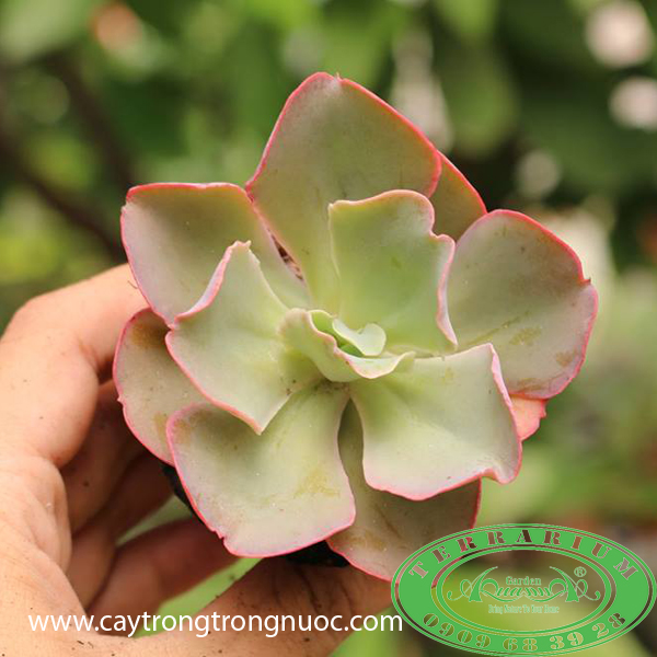Bắp Cải - Sen Đá AquaGarden