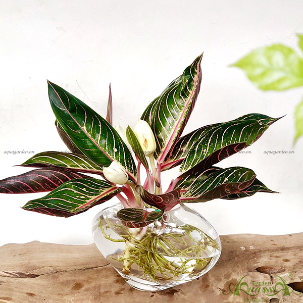 Lưỡi Hổ Thái 02 - Cây Thủy Canh AquaGarden