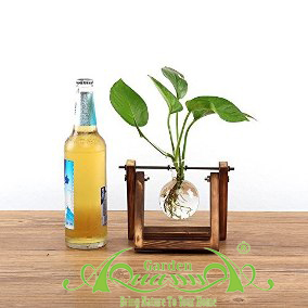 Trầu Bà XĐ Bộ 1 - Cây Thủy Canh AquaGarden