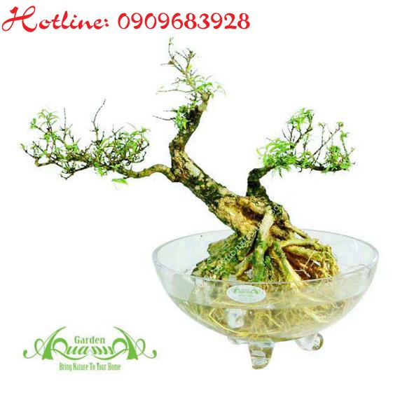Mai Chiếu Thủy - Cây Thủy Canh AquaGarden
