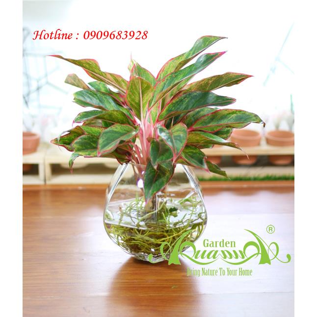 Phú Quý CC01 - Cây Thủy Canh AquaGarden