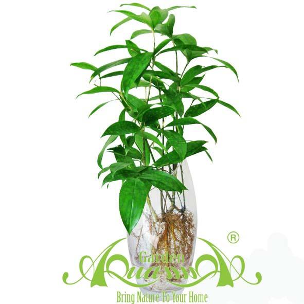 Trúc Nhật - Cây Thủy Canh AquaGarden