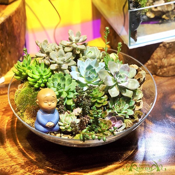 Terrarium 87 - Tâm An