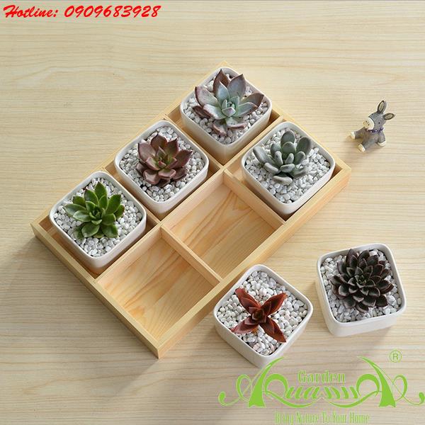 Hộp Gỗ 6 Ngăn AquaGarden