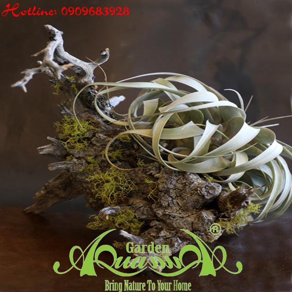 Bộ Không Khí_09