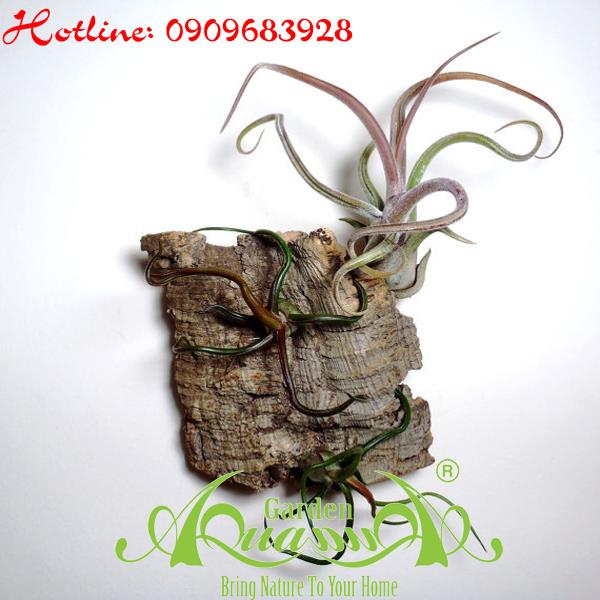 Bộ Không Khí_23