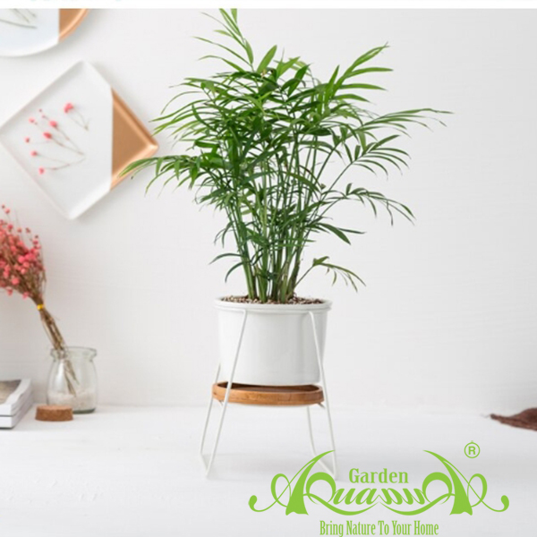 Gốm Khung Sắt Bếp Lò - Aquagarden