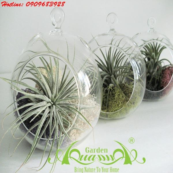 Bộ Không Khí AquaGarden_88