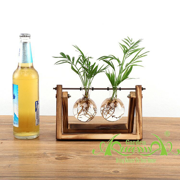 Cau Tiểu Trâm XĐ Bộ 2 - Cây Thủy Canh AquaGarden